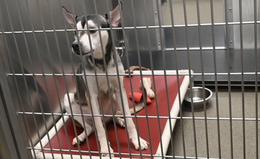 HumanSocietyTour (6).JPG